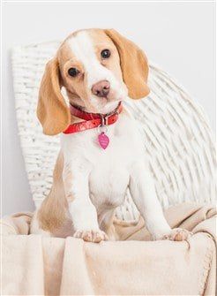 lemon-beagle